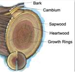 Dendrochronology: History, Developments and Methods.