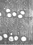 Dendrochronology: History, Developments and Methods.