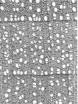Dendrochronology: History, Developments and Methods.